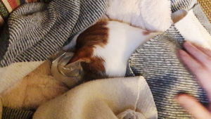 Katten Lana var nerkyld när hon kom hem. Hon bäddades ner med filtar och varma vattenflaskor för att få upp värmen. En katt ligger nerbäddad under filtar och har en vattenflaska bredvid sig.