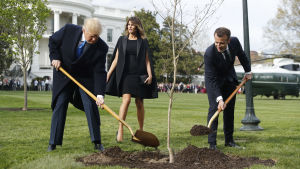 Trump och Macron planterade ett träd i Vita husets trädgård före middagen i Virginia. Trädet kommer från en skog i Frankrike där amerikanska soldater utkämpade ett avgörande slag under Första världskriget. Presidenterna Trump och Macron planterar ett träd i Vita husets trädgård.