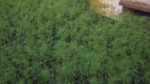 Det ser kanske ut som dill, men är fänkål i Ingrid Träskmans växthus. Små plantor av fänkål i i små svarta krukor i växthus. påminner mest om dill.