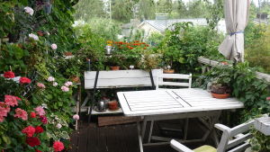 I Catharina Hansténs trädgård finns många växter. Ett vitt bord ute bland många växter.