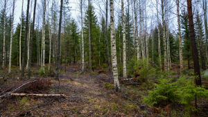 Man ser fortfarande spåren efter vägen som leder från stranden mot gruvan. Samma stig användes förra sommaren då man fällde träd på ön. En stig leder genom skogen.