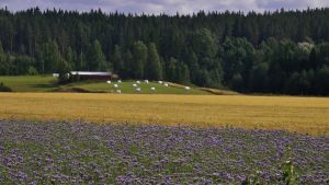 Att odla en äng bredvid åkern hjälper pollinering. Ryps är beroende av pollinerare. En äng med honungsfacelia lockar pollinerare som har en avgörande betydelse för vården av den biologiska mångfalden, men även för matproduktionen