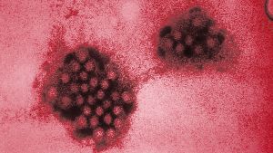 Förstorad blid av Norwalkviruset, även kallat norovirus. Förstorad blid av Norwalkviruset, även kallat norovirus.