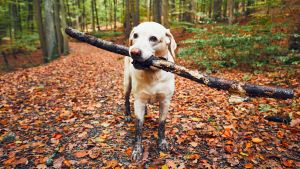 Med lite tur blir din hund lika bra som du när du tar morgonpromenaden extra tidigt En labrador i skogen med en gren i munnen