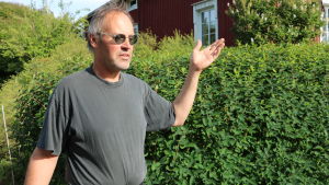 Kjell Wickman berättar om busken som bär hans fars namn Kjell Wickman vid en grönskande häck av Blåtry