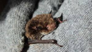 Vattenfladdermusen förekommer i Finland. Den är en liten fladdermus med en vingbredd på 23–27 cm. Den väger mellan 6-14 g. Vattenfladdermus i Harjavalta.