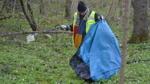 Miljöinspektör Jouni Stordell brinner för en ren natur och närmiljö. En man med neongul väst och en lång stav, en skräpplockare i handen. I andra handen en stor sopsäck. Han plockar upp ett plastskräp med plockaren. Litet skogsområde med mycket vitsippor.