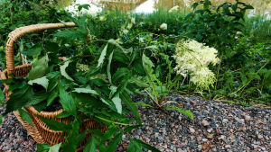 Under promenaden plockar Rosenschöld älggräs och berättar att växten innehåller naturlig salicylsyra som anses vara värkdämpande. En korg fylld med gröna växter med vita blommor.