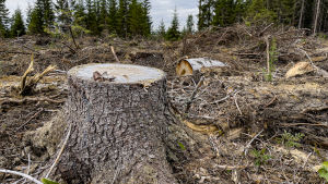 Avverkningars omfattning har stor betydelse för deras inverkan på klimatet, enligt Etlas forskare. Kuusen kanto avohakkuuaukiolla