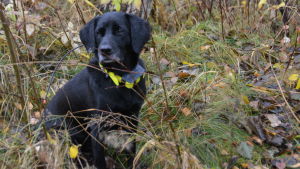 Labradoren Fanny har fångat 68 mårdhundar i år. För två år sedan fångade hon 108 stycken. Den svarta labradoren Fanny sitter i högt gräs.