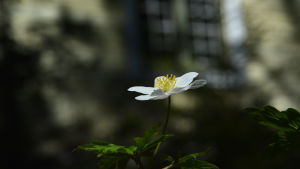 Vitsippan blommar vid Nelins villa. Vitsippan blommar vid Nelins villa.