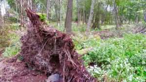 Träd välte i Sandviksparken i Vasa Stormen fällde träd i Sandviksparken i Vasa.
