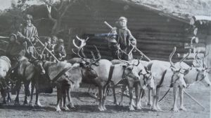 Förlåta eller inte förlåta? Samer och renar på väg till Hagenbeck zoo i Tyskland, ca 1910.