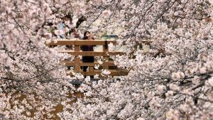 Körsbärsblom i Tokyo, 28 mars. En kvinna tar en bild å körsbärsträd som blommar med sin telefon på en bro i Tokyo.