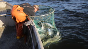 Laxfångsten är så god att Mikael
Lindholm måste sätta bromsen på. Kalastaja Mikael Lindholm kalastaa lohta Loviisan edustalla Suomenlahdella