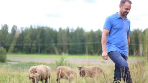 Teppo Ruohtula behöver det svenska språket i sin hemort Borgå. En man går på en äng med får