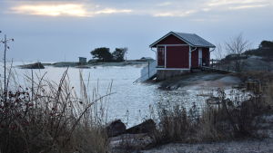 Damernas simhus används av Hangös vinterbadare. En röd stuga på en klippa vid havet.