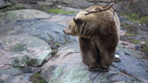 Vintersömnen är björnarnas sätt att klara den hårda vintern i norr, när det inte finns tillräckligt med näring i naturen. En björn på en klippa