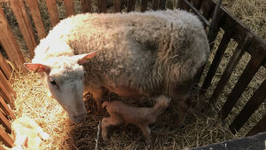 Under våren lammar fåren. Lammet på bilden har fötts samma dag och är bara några timmar gammalt. Ett får ammar sitt nyfödda lamm.