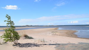 En bild på en strand med lågt vatten. Stranden är en sandstrand och vid sidan av stranden finns en vindpinad björk.