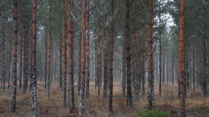 Ekonomiskogarna har fått tjäna som penningreserv när staden har lappat sin ekonomi. Så ska det inte vara i framtiden. Bilden är inte från Lojo. Tallskog.