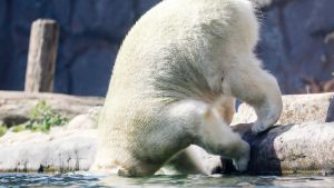 Också djur behöver svalka. Isbjörnen Nanook doppar huvudet i vattnet i ett zoo i Gelsenkirchen i västra Tyskland 25.6.2019 Isbjörnen Nanook doppar huvudet i vattnet i ett zoo i Gelsenkirchen i västra Tyskland 25.6.2019