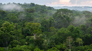 Naturen tar skada – och så även befolkningen i området, konstateras det i rapporten. Regnskog i Amazonas. Pará, Brasilien