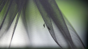 En mygga och ett malarianät. Myggan är steriliserad och ska släppas ut inom ramen för forskning i Thailand.