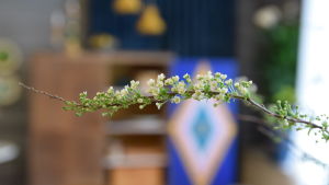 Brudspirean är en vanlig trädgårdsväxt som snabbt börjar grönska inne. En kvist av busken brudspirea med vita blomknoppar och nyutslagna blommor.