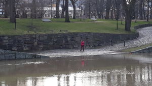 På tisdagen steg vattenståndet i Aura å i centrum av Åbo ända till kantstenarna vid Gezeliusgatan. En dam i röd jacka går längs åkanten i Åbo, där vattnet går ända upp till den lägsta avsatsen längs ån.