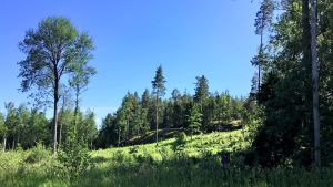 Skogarna har skötts som ekonomiskogar. Större delen av skogen söder om Baggövägen, som just den här, har nyligen "behandlats med skogsvårdsåtgärder" säger stadens skogstjänsteman. Ett landskap där man ser att skogen avverkats. Få träd kvar. Gräs och grönt på en stor del av marken. I bakgrunden och till höger syns lite skog. Sol, sommar.