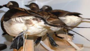 Höyhenpeitteen kasvattamiseen on nyt enemmän aikaa. Kolme lintua kuivaushuoneessa.