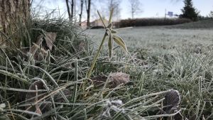Snöfattig och bar mark längs kusten ända till Uleåborg. gräs som är fruset