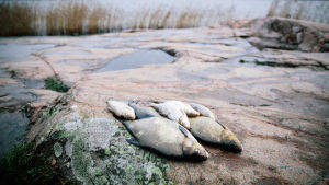 Kaloja kalliolla. 