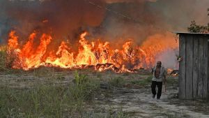 Både lagliga och illegala avverkningar av regnskogen i Amazonas har ökat explosionsartat sedan Bolsonaro blev president. En jordbrukare med mark som brinner bakom honom i Amazonas.