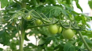 Säsongens första tomater. närbild på en tomatplanta med gröna små tomater. Inne i växthus.