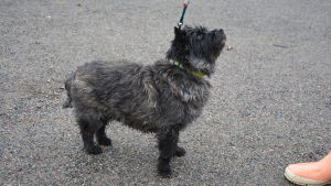 Iitu deltog i städprojektet tillsammans med sin matte. Grå liten hund står i koppel.