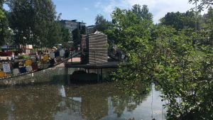 Fästingar rör sig också i städer, till exempel i stadsparkernas höga gräs. vy över äventyrsparken i kuppis. vatten och en metallbro samt fina gröna växter runtom.