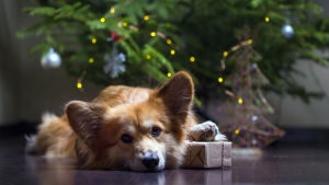 I år kommer antagligen flera personer att vara tvungna att fira jul ensamma, speciellt om de hör till riskgruppen. Corgi ligger med tassen på en julklapp framför en julgran.