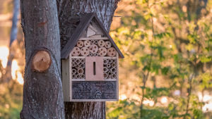Vill du bli hotellägare? Att bygga insekthotell är en bra början. Ett insekthotell som hänger i ett träd. Med flera rum.