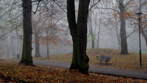Klas-Fjalar och S-B träffades i parken. En ensam parkbänk i en dimmig park bland högra mörka träd