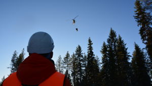 Thomas Åman blickar upp mot helikoptern. Thomas Åman på Skogsvårdsföreningen i Österbotten blickar upp mot helikoptern som gödslar.