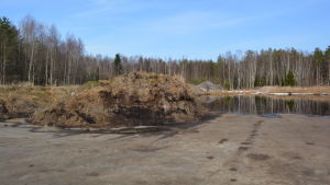 Pälsdjursdynga på gödselplatta vid farmområdet i Jakobstad. Pälsdjursdynga på gödselplatta vid farmområdet i Jakobstad