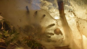 Spindeln Avicularia avicularia förbereder sig för att ömsa skinn. En spindel som spunnit in sig i en nätpåse.