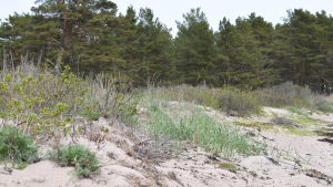 Några kvadrameter Hangö. Fotot taget en bit från De fyra vindarnas hus. En strand i Hangö med sandväxter , sanddyner, lågväxande martallar.
