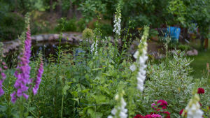 Blommor (fingerborgsblommor, digitali) framför en damm i en grön och lummig trädgård.