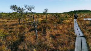 Valkmusa nationalpark. En person går på en spång i en våtmark. Man ser personen bakifrån på långt håll.