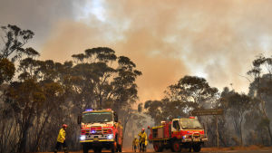 Hundratals skogsbränder rasar fortfarande i Australien. Brandbilar och brandmän framför en brinnande skog