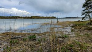 Vattenområdet behöver muddras för att en brygga ska kunna byggas. En strand med mycket vass.