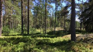 Vem äger den här skogen i höst? Ska den vara ekonomiskog eller skyddas? En vanlig ekonomiskog med tallar och en gran, grönt, soligt, sommar.